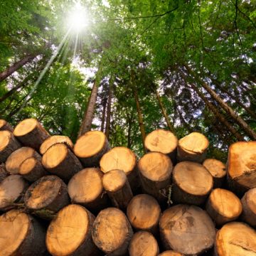 Il decreto forestale n. 34 del 2018: una legge sul bosco o sulla produzione di legname?