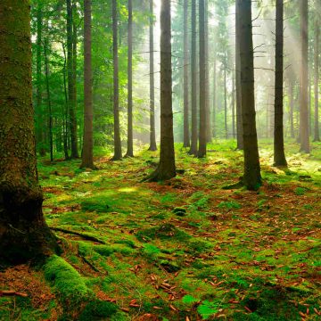 Il ruolo costituzionale dello stato tra produzione e conservazione del bosco