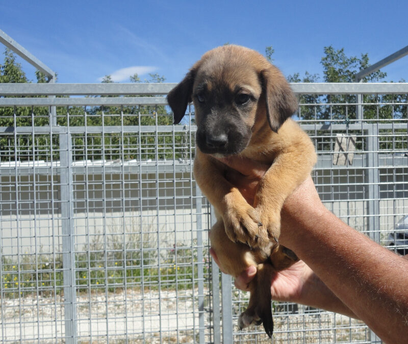 La rinuncia di proprietà agli animali di affezione: diritti e doveri del cittadino e della p.a. per prevenire l’abbandono.