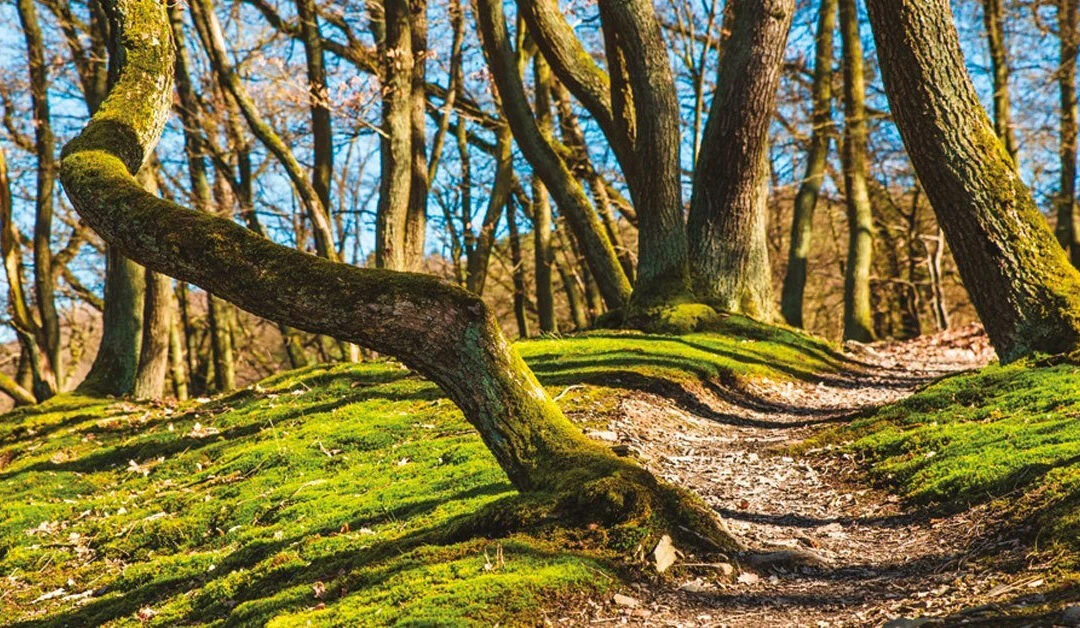 Boschi e foreste: tutele a confronto