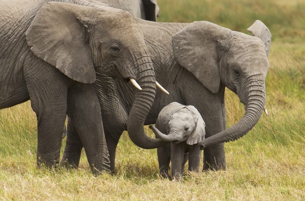 Elefanti e orsi. Dal Botswana al Trentino