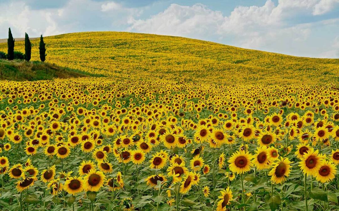 Regolamento sul ripristino della natura