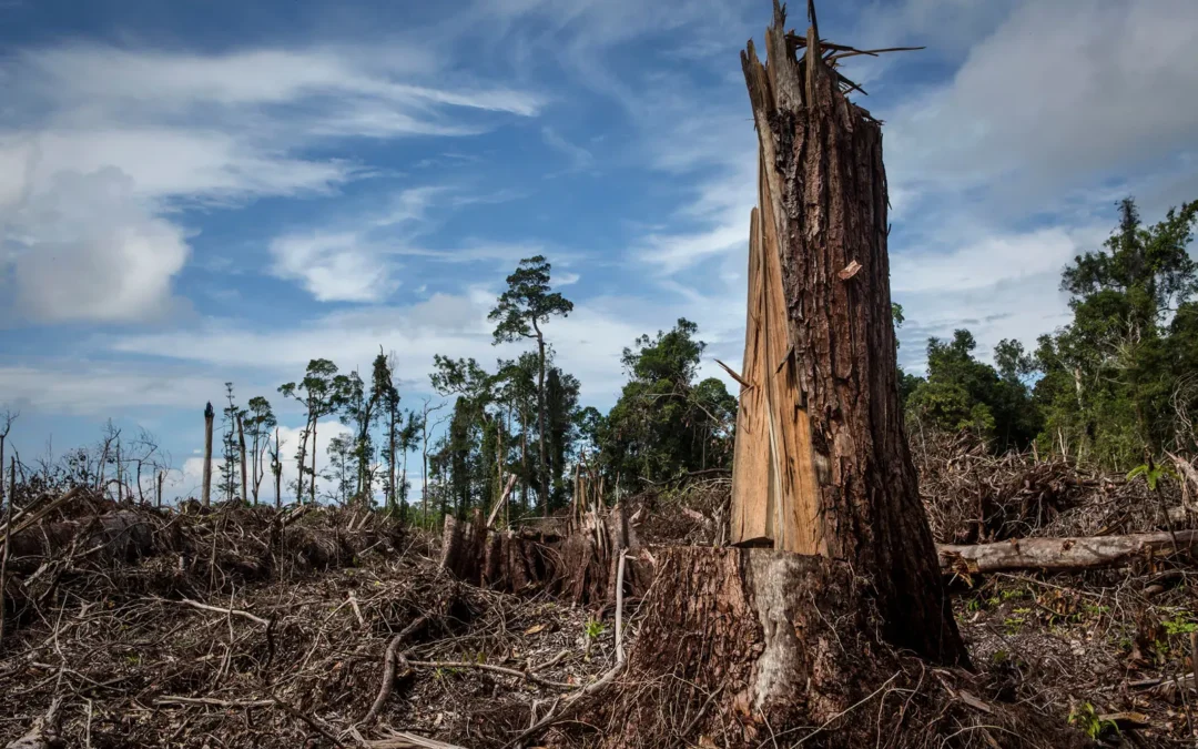 Luci (e ombre) sul Regolamento EUDR contro la deforestazione.