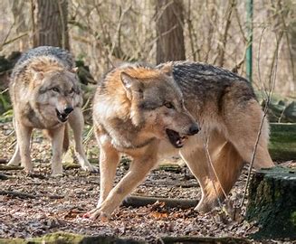 Alternative e scienza: in dubio pro lupo