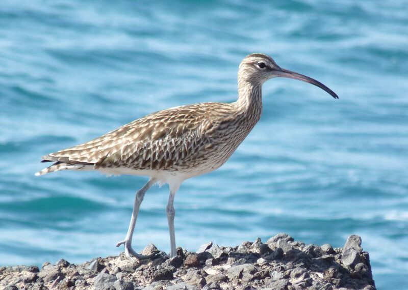 L’estinzione del chiurlottello e la trappola evolutiva
