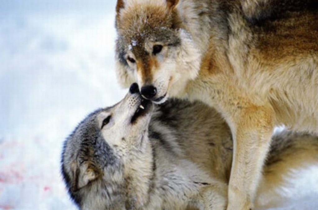 Per il lupo non tutto è perduto. Postfazione al contributo di De Sadeleer