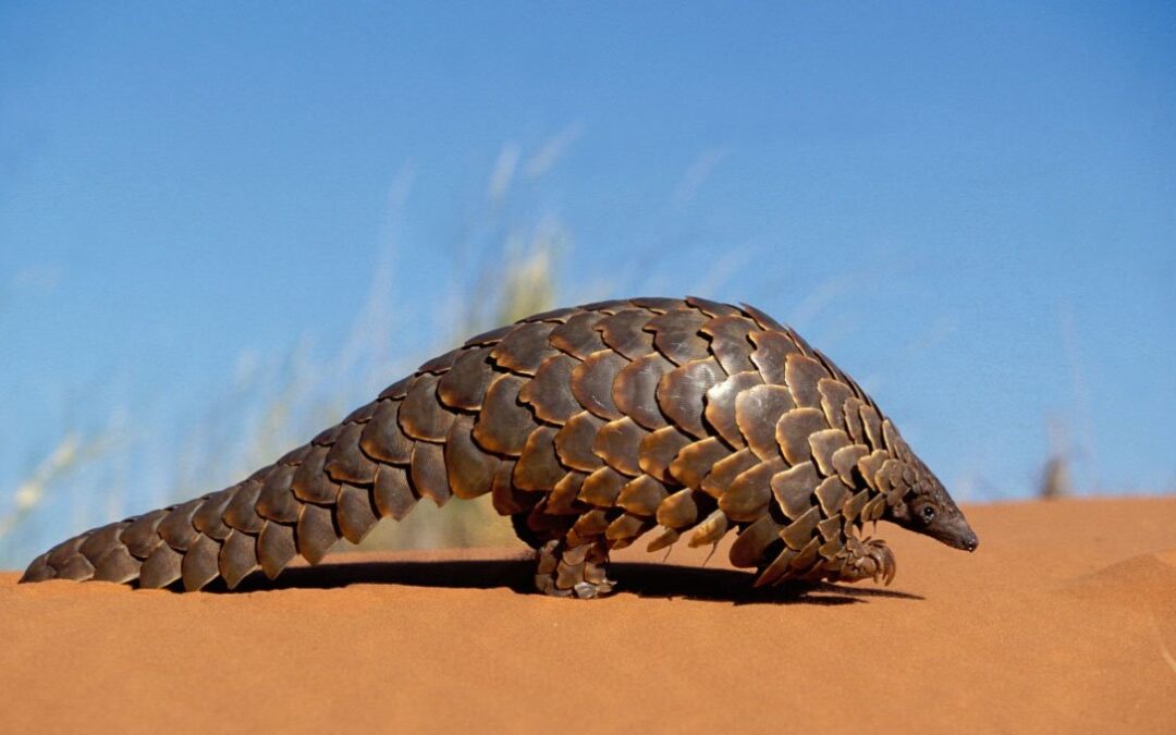 Il commercio online di specie protette: servirà l’AI per contrastarlo?