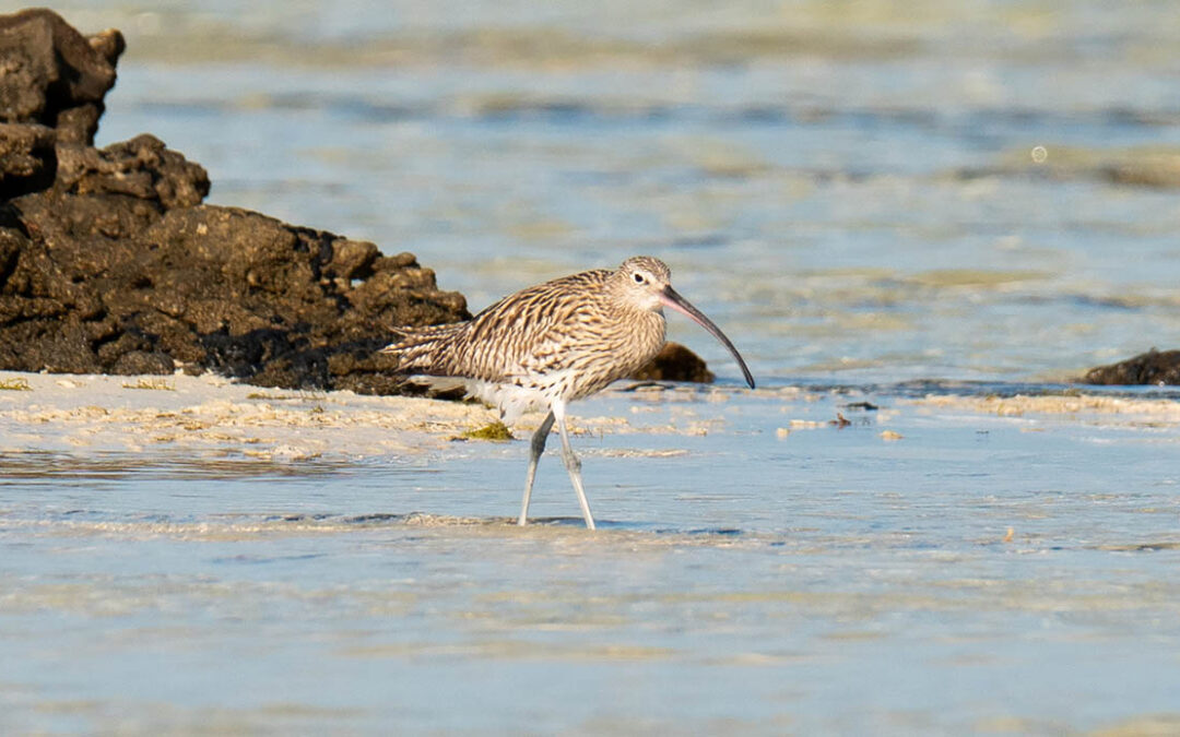 L’epitaffio del chiurlottello. Quando il diritto non corre veloce come l’estinzione.