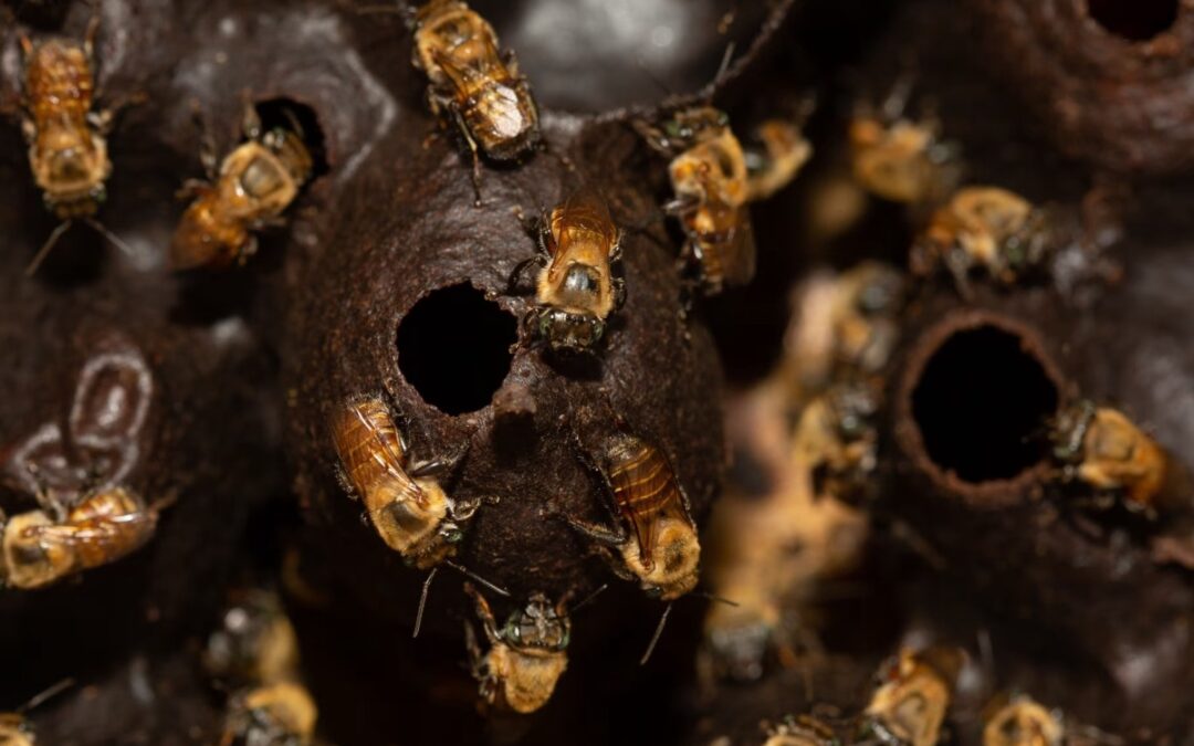 La personalità giuridica collettiva delle api e il beewashing