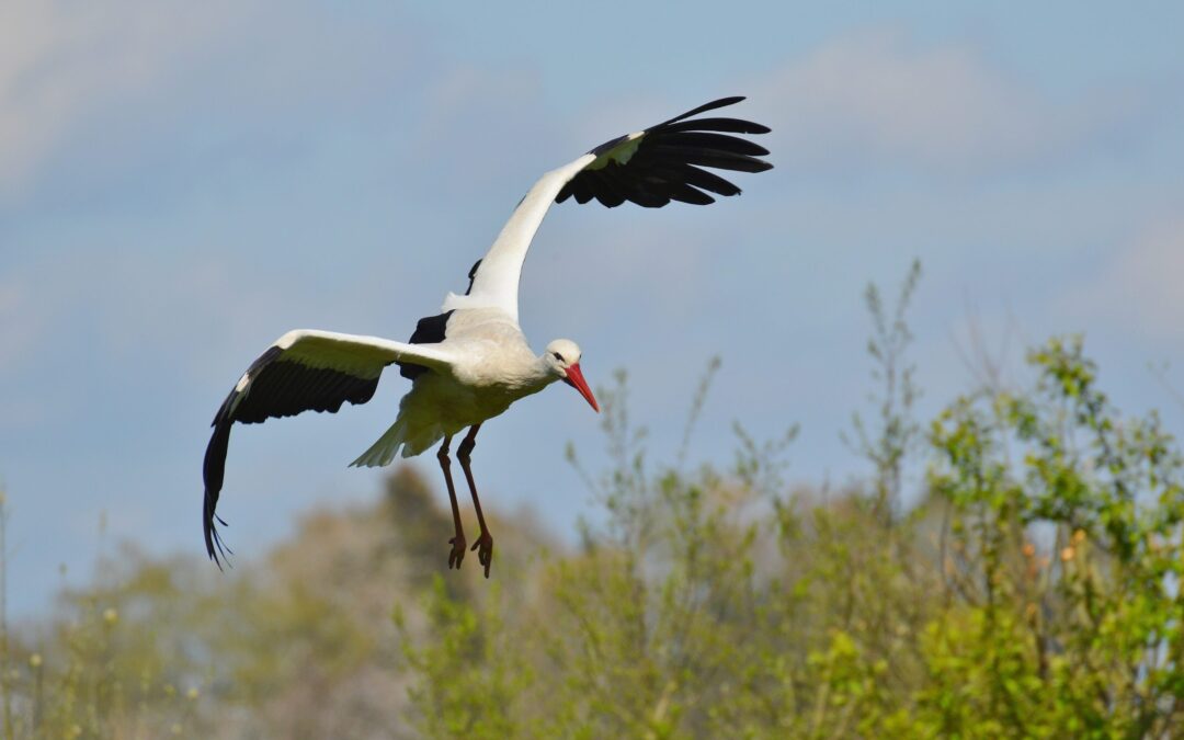 Dove vanno le cicogne? Le cicogne vanno via