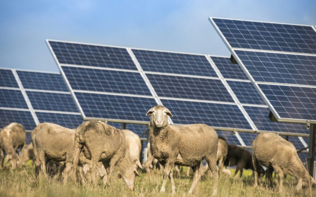 Agrivoltaico: il “no” generico non mette radici
