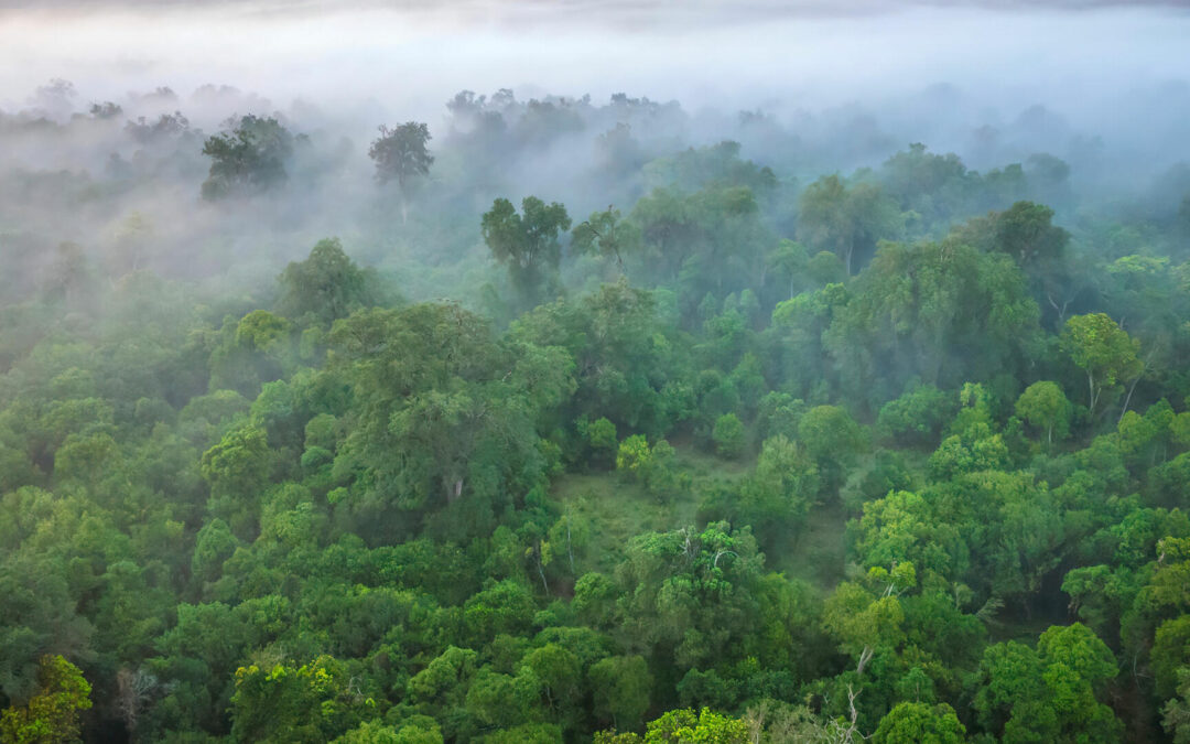 A che punto siamo con i crediti di carbonio forestali? Dal mercato spontaneo al credito tracciabile